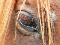 L'école d'équitation du Menusé